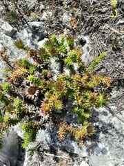 Oedera imbricata