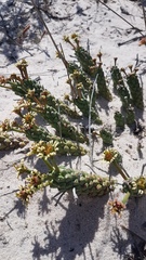 Euphorbia caput-medusae