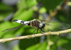 Libellula fulva