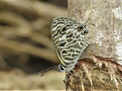 Leptotes pirithous