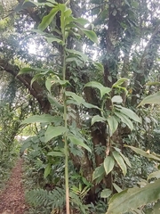 Costus pulverulentus