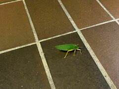 Onomarchus uninotatus