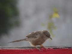 Prinia lepida