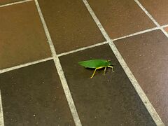 Onomarchus uninotatus