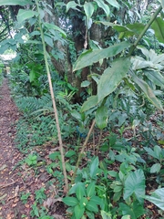 Costus pulverulentus