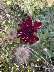 Centaurea montana