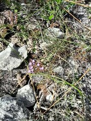 Limonium scabrum