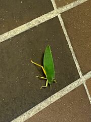 Onomarchus uninotatus