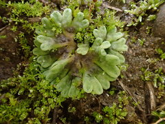 Riccia bifurca