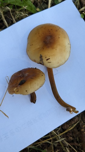 Flammulina velutipes
