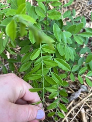 Styphnolobium affine