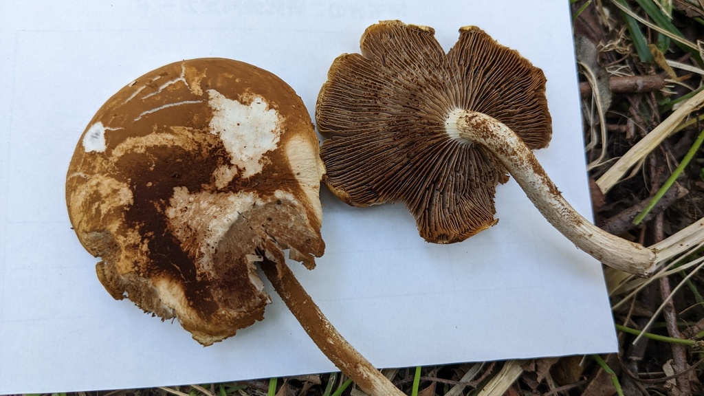 Cyclocybe cylindracea · November 2022 · photo: © atsushi_nakajima_cirque (iNaturalist, cc-by)