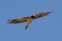 Gypaetus barbatus barbatus