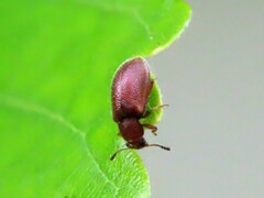 Paratenetus