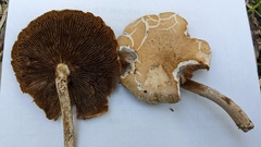 Cyclocybe cylindracea