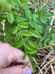 Styphnolobium affine