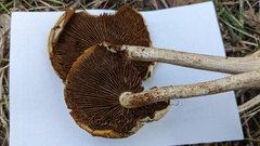 Cyclocybe cylindracea