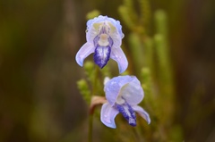 Disa purpurascens