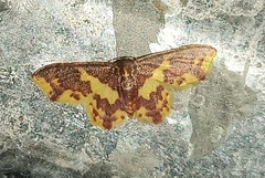 Lophosis labeculata