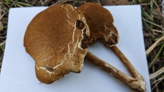 Cyclocybe cylindracea