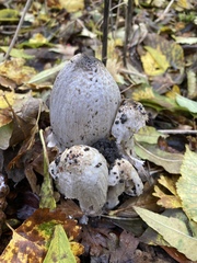 Coprinopsis romagnesiana