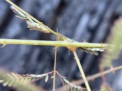 Mimosa quadrivalvis