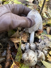 Coprinopsis romagnesiana