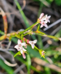 Asperula cynanchica