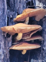 Galerina marginata
