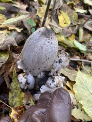 Coprinopsis romagnesiana