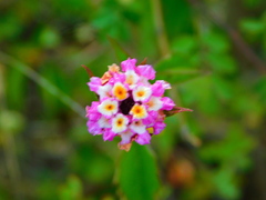 Lantana achyranthifolia