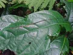 Clitumninae