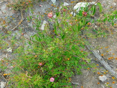 Lantana achyranthifolia