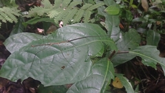 Clitumninae