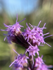Liatris quadriflora