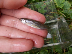 Notropis