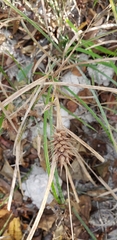 Carex louisianica
