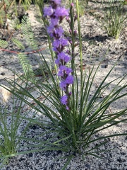 Liatris quadriflora