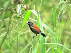 Spermestes bicolor nigriceps