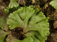 Riccia glauca