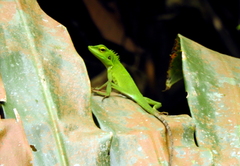 Bronchocela cristatella