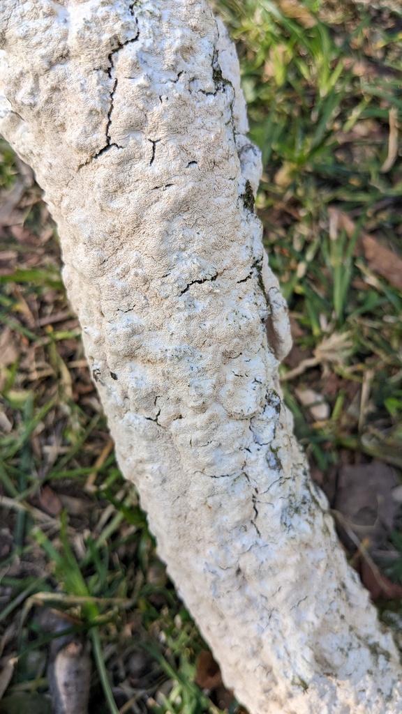 Xylodon flaviporus