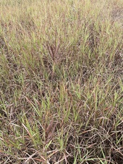 Dichanthium annulatum