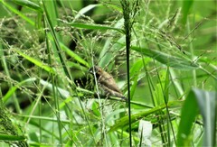 Spermestes cucullata scutata