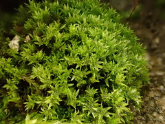 Hydrogonium croceum