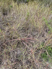 Bothriochloa ischaemum