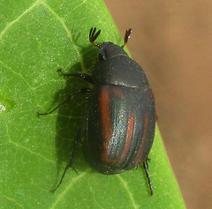 Melolonthinae