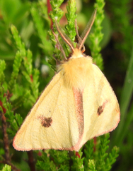 Diacrisia sannio