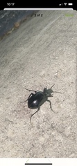 Carabina