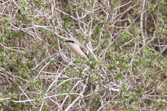 Lanius isabellinus